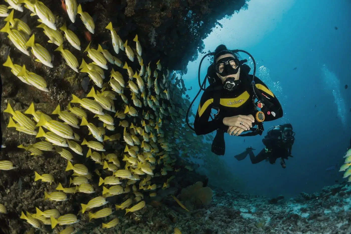 A scuba diver beside a reef wall surrounded by a school of yellow fish