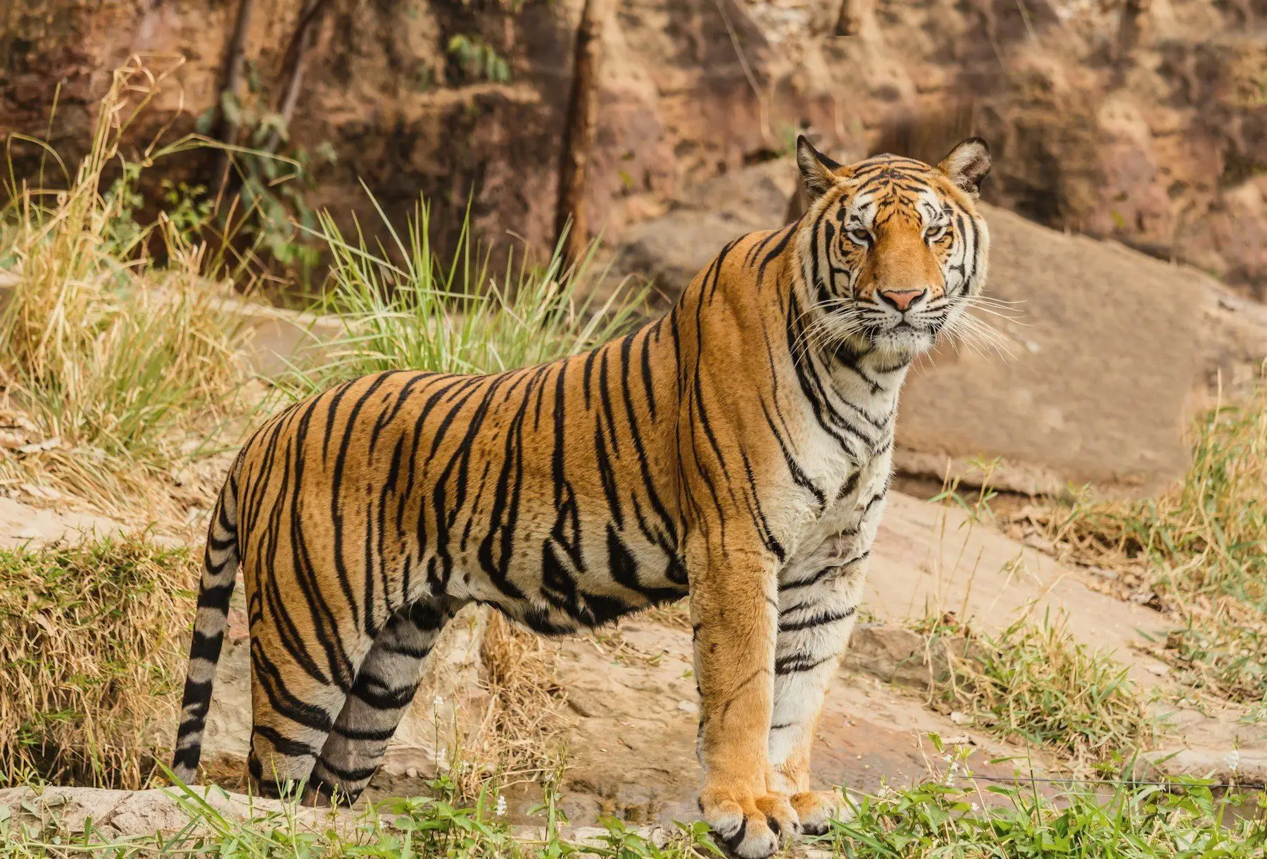 A Bengal tiger standing alert in dry forest grass